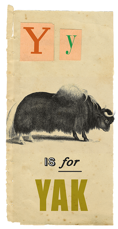 Y is for Yak