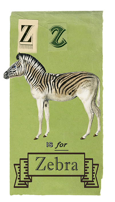 Z is for Zebra